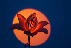自然百合花，雌蕊纤细，花瓣纤细，花瓣在橙色霓虹灯下，背景为深蓝色