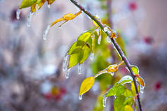冰枝上的冰柱和绿叶。秋季气温变化季节和冬季天气