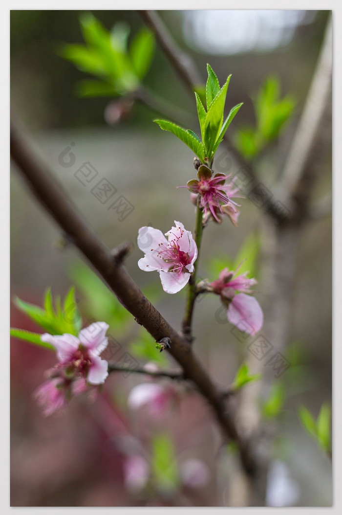 春天桃花绿叶特写图片图片