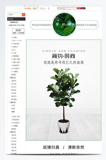 盆栽绿色绿植琴叶榕INS网红植物简约详情图片