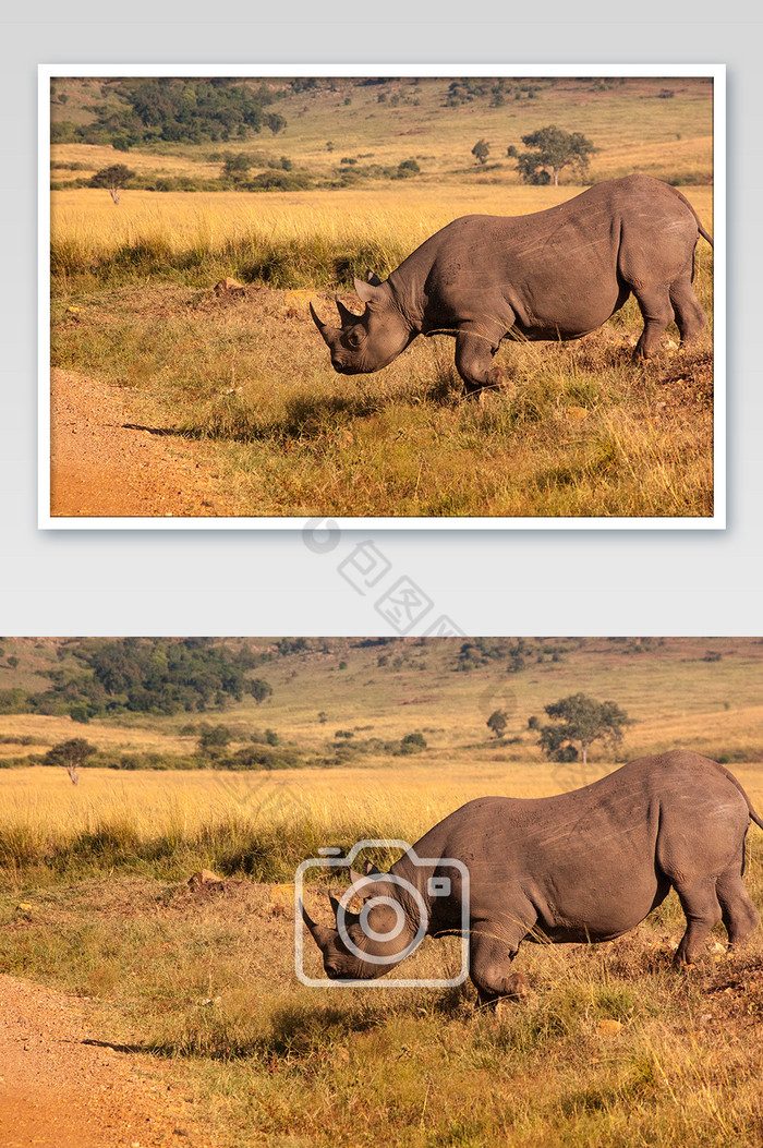 大草原上散步的犀牛图片图片