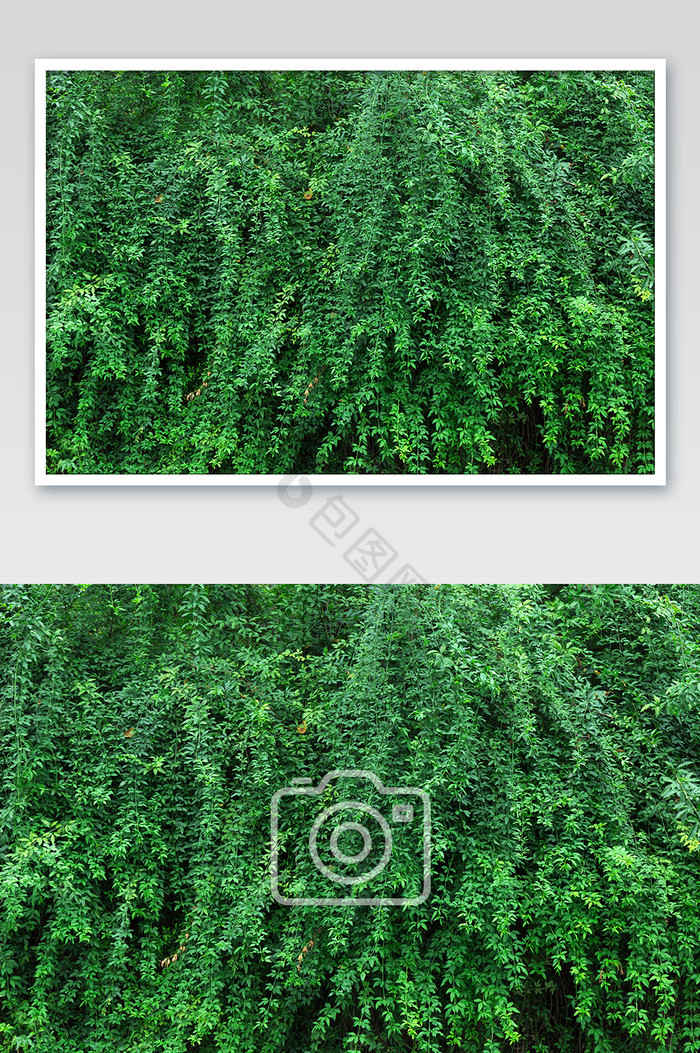 绿色植物墙满屏素馨图片图片