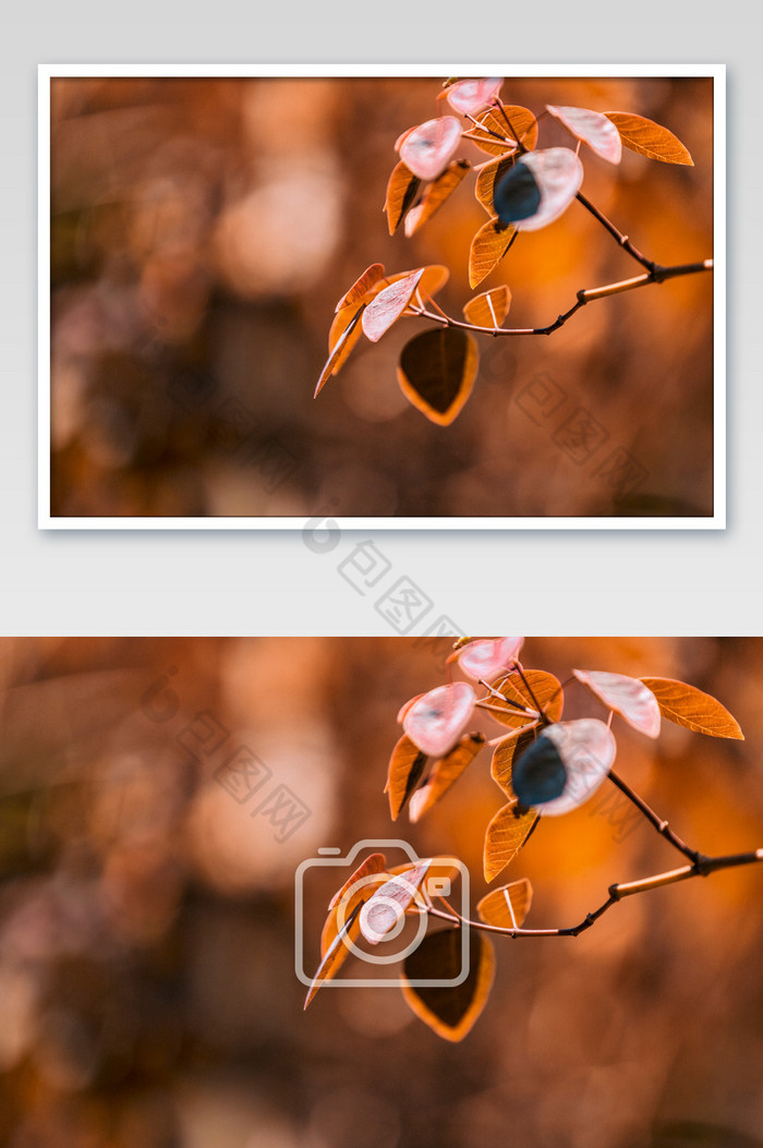 深黄深秋红色紫棉木红叶子秋天风景图片图片