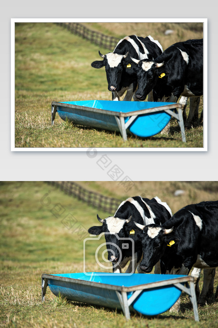 牧场上的奶牛饮水图图片图片