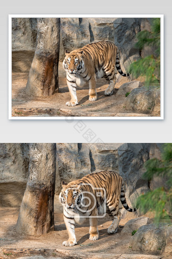 动物园中走来走去的老虎图片