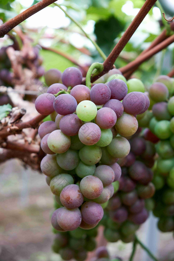 夏季紫葡萄水果农业收获摄影图片