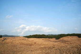 沙漠戈壁滩绿洲杨树林风景摄影图