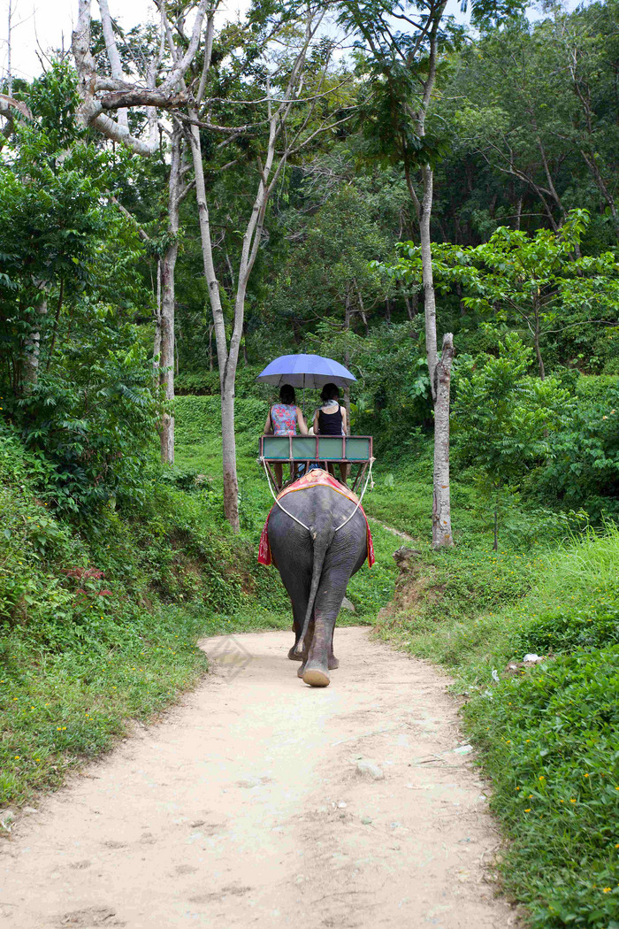 泰国大象表演带人走路摄影图