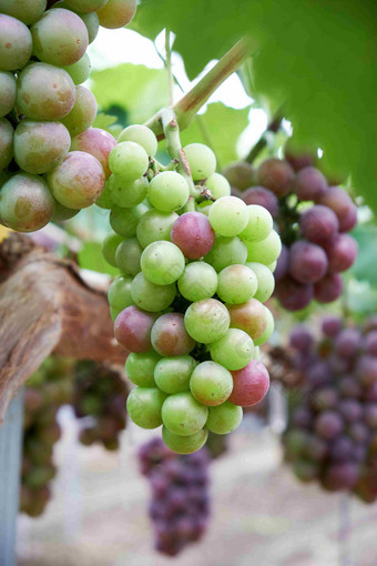 夏天葡萄水果农业丰收摄影图片