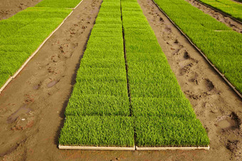 大米种植移植农业