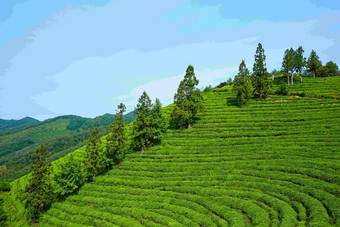 绿色茶农场旅游景点梯田风景摄影图