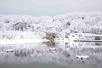 雪景场景森林的