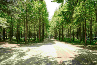 阳光下的树林公园景观摄影图