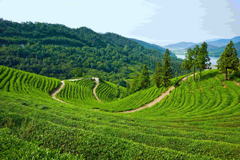 茶园农场绿色山间<strong>风景</strong>摄影图