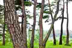 公园老松树树枝特写摄影图