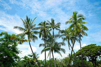 斐济岛热带森林椰子树风景摄影图