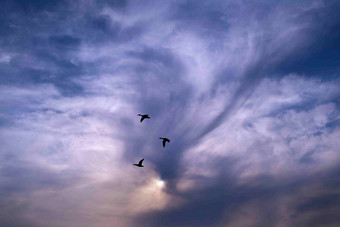 蓝天<strong>天空鸟</strong>阴天自然风景摄影图