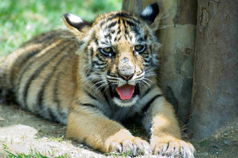 动物园里的年幼老虎哺乳动物摄影图