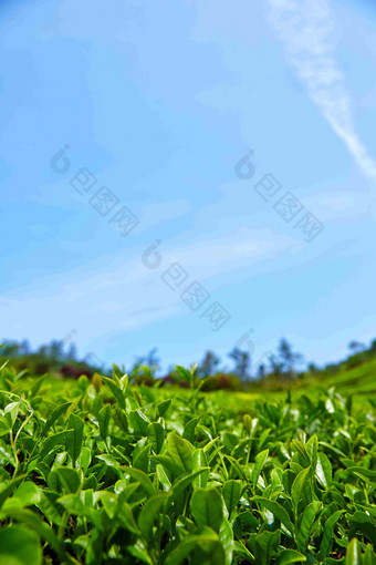 绿色茶农场茶叶特写静物风景摄影图