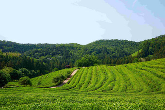 韩国茶叶农场梯田森林风景摄影图