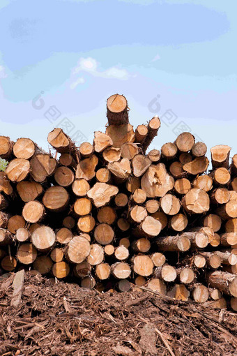 规则摆放的木材资源摄影图