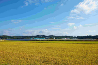 帕迪农场大片水稻田和温室培植种植韩国