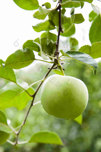 树枝上的青苹果新鲜食材摄影图