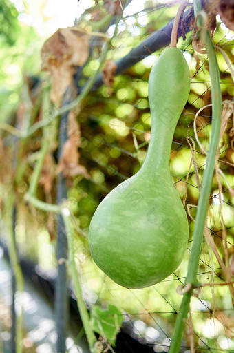 葫芦植物<strong>自然景观</strong>