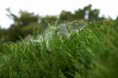 蜘蛛网植物景观摄影