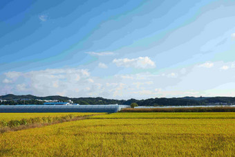 韩国帕迪农场大片水稻田和温室培植种植