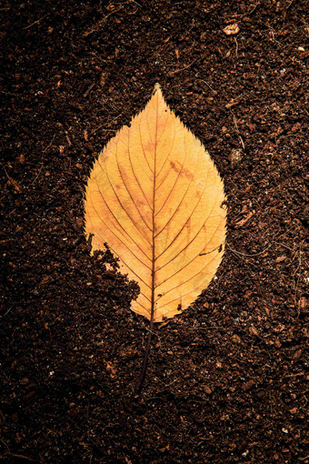 埋在土里的秋天黄色树叶场景摄影图