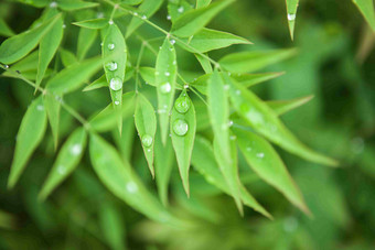 露水露珠三叶草下降