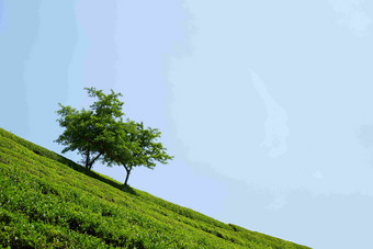 绿茶庄园树木背景风景摄影图