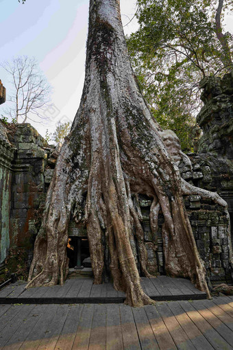 柬埔寨千年古树树根石头建筑摄影图