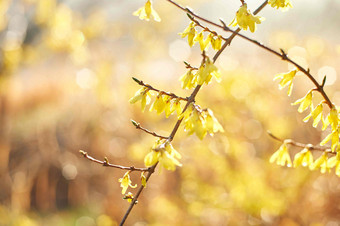 春天里的连翘迎春花黄色碎花摄影图