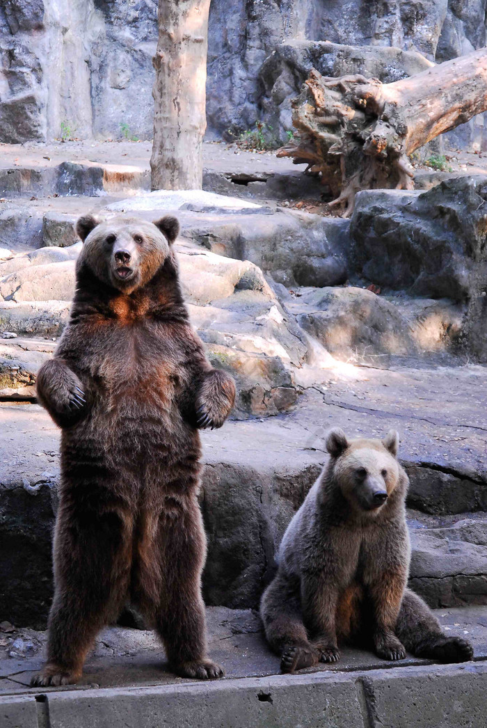 动物园里站立坐着的狗熊场景摄影图