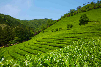 茶叶梯田自然庄园风景摄影图