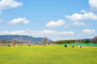 油菜地里天空碎花<strong>风景</strong>