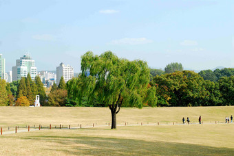 韩国首尔奥运公园树木广场风景摄影图
