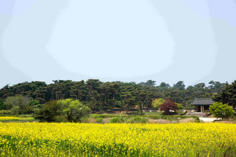 韩国田野乡村风景摄影图