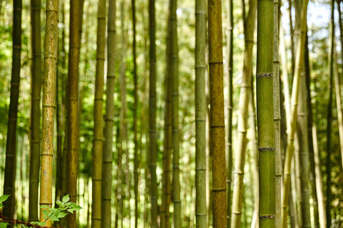 竹子树自然风景