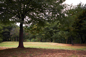 公园内一棵树特写四周草坪场景