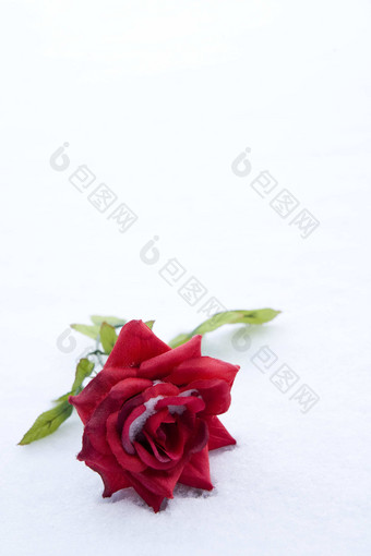 玫瑰开花红色的颜色