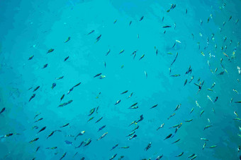 清澈大海里的鱼群景观摄影图