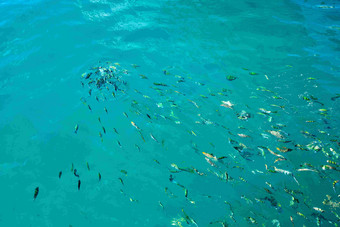 清澈大海的鱼群风景摄影图