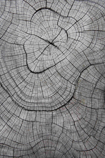 树木木桩植物枯裂纹理特写摄影图