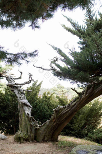 老树参天大树松树植物景观摄影图