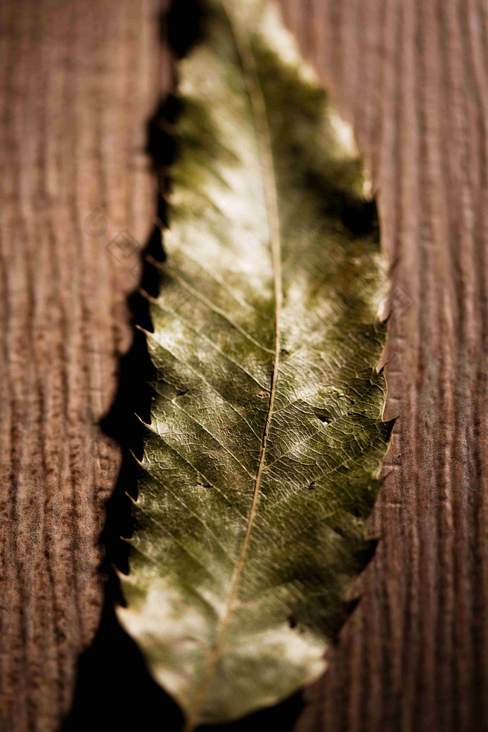 桌面上的树叶植物特写纹络摄影图