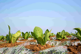 农场培养的烟草叶子农作物特写摄影图
