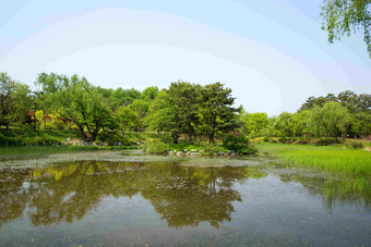 沼泽池塘Mulhyanggi树